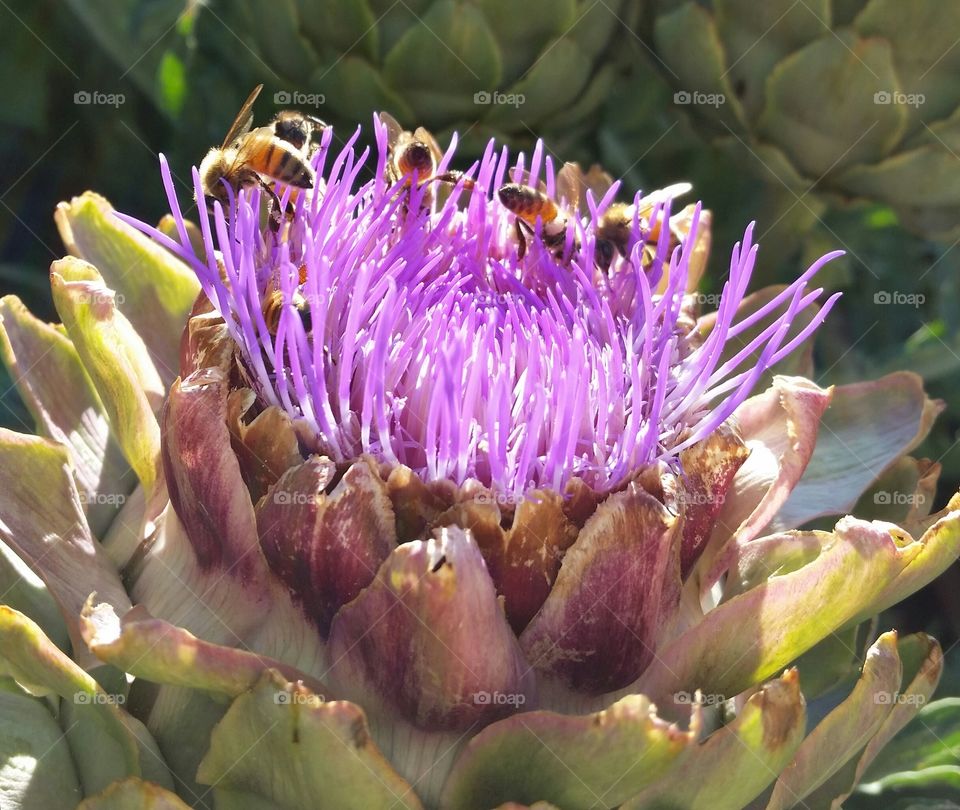Blooming Artichoke Full of Bees