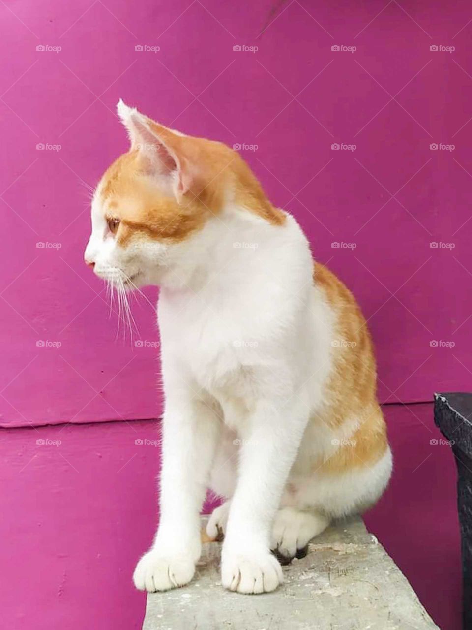 orange and white tabby cat