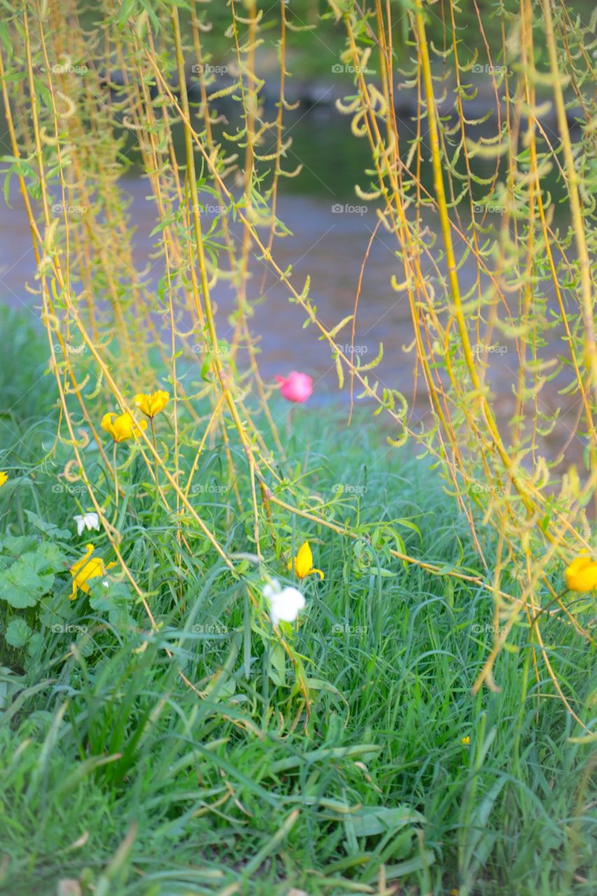 Spring by the canal