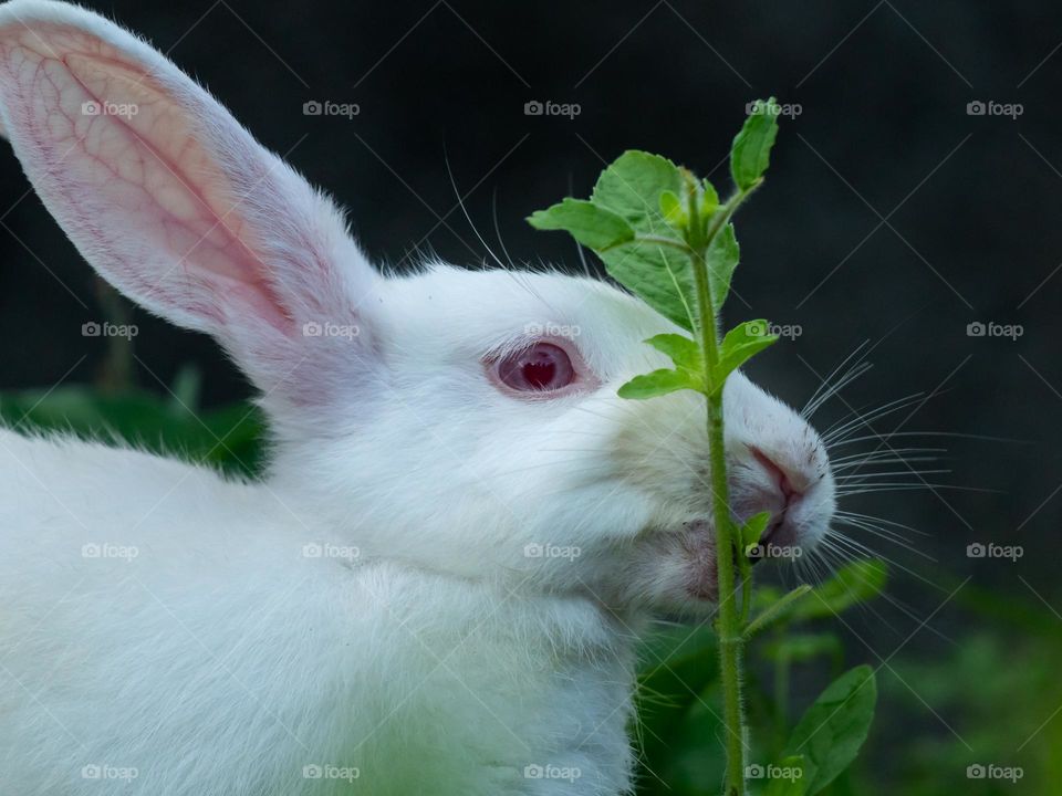 Cute Bunny