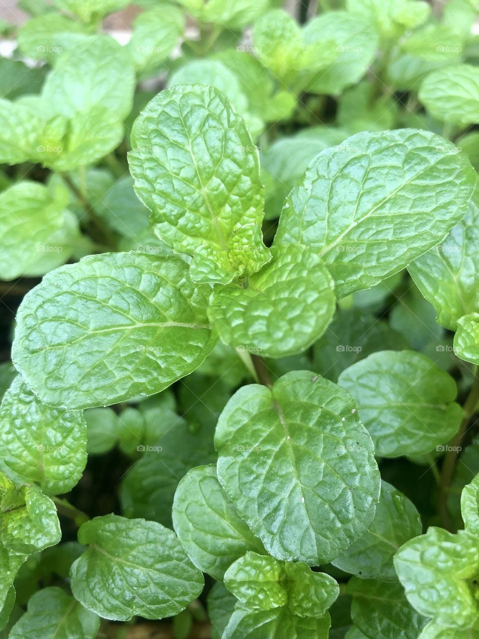 Fresh leaf mint green herbs.