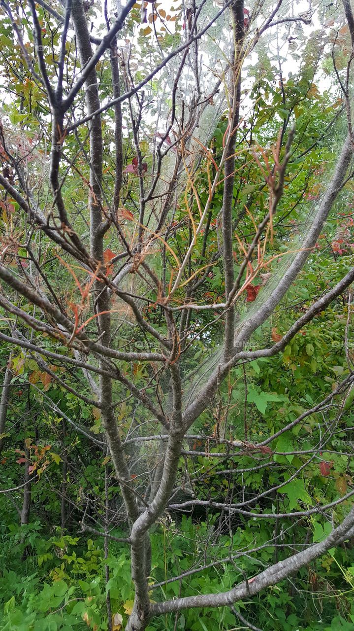 Tree engulfed in spider web