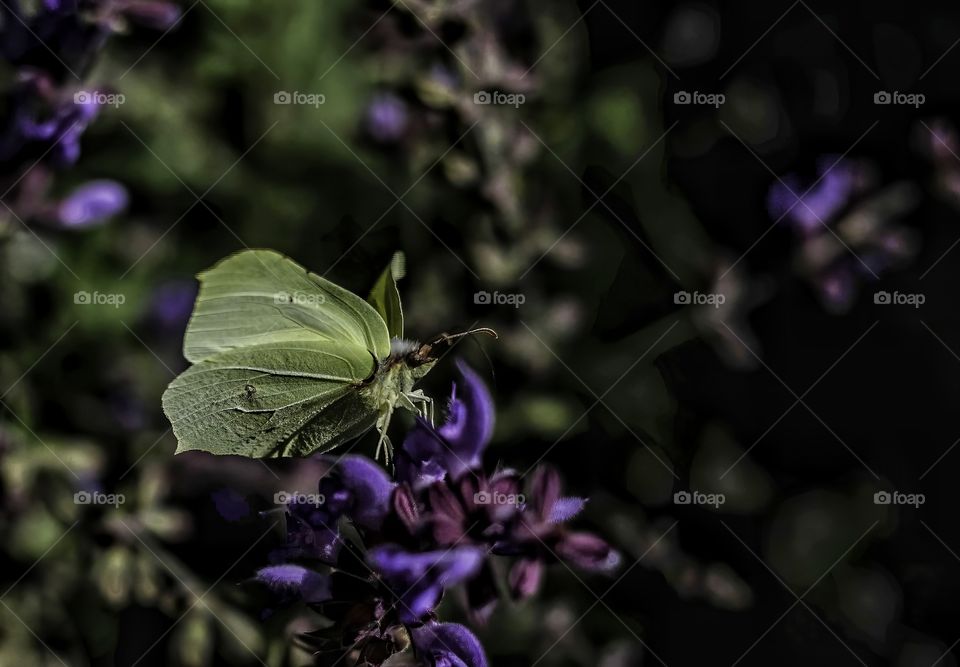 Leaf-like butterfly