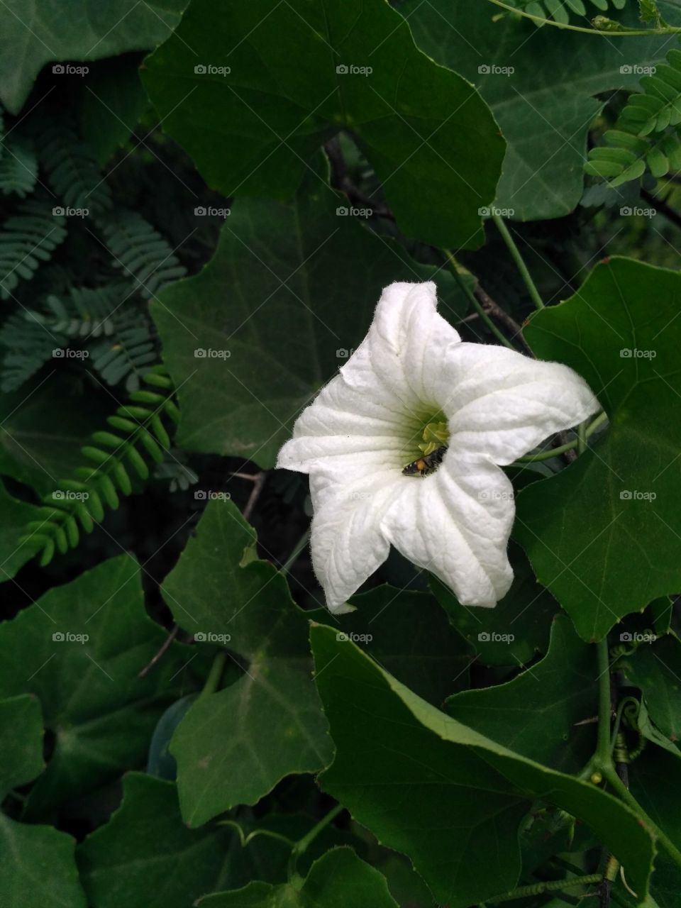 White blooming flower, beautiful