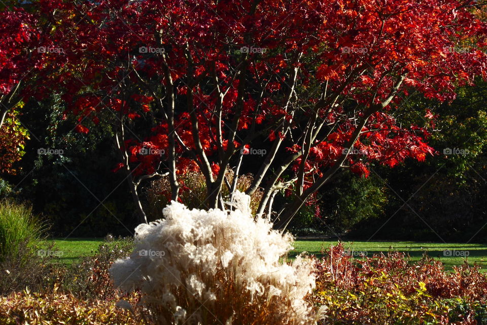 autumn in the park 
