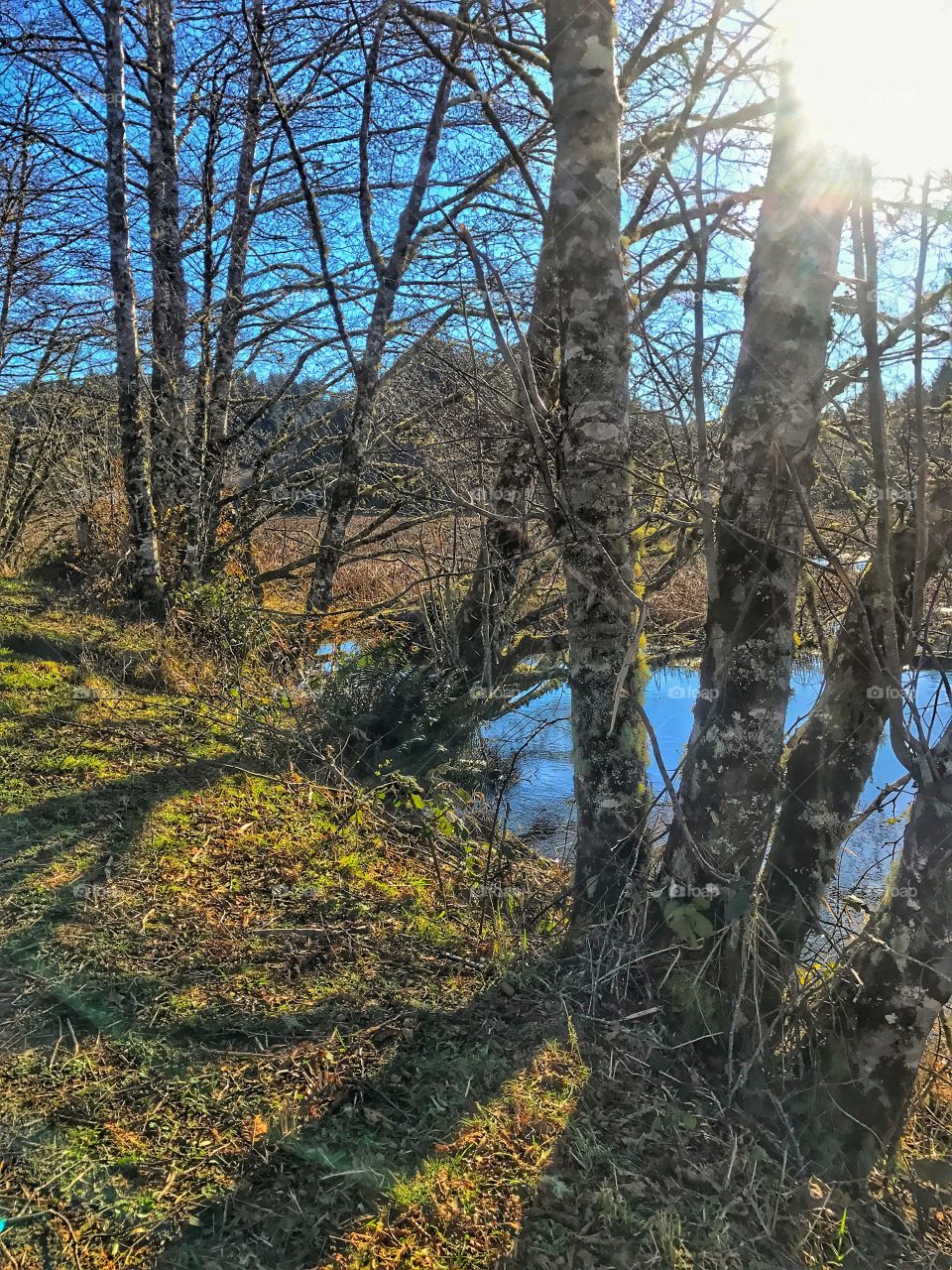 Trees and Wetlands 