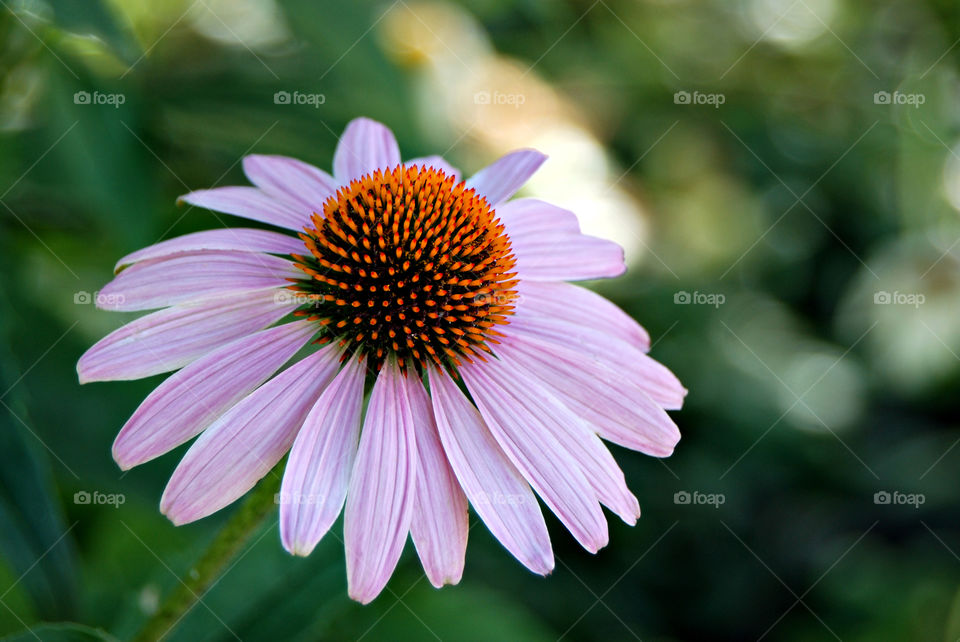 Purple Coneflower