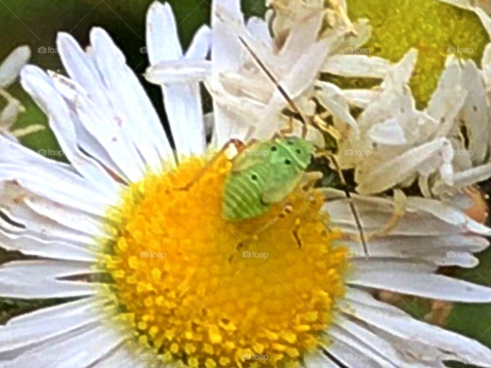 Lime green Bug on flower