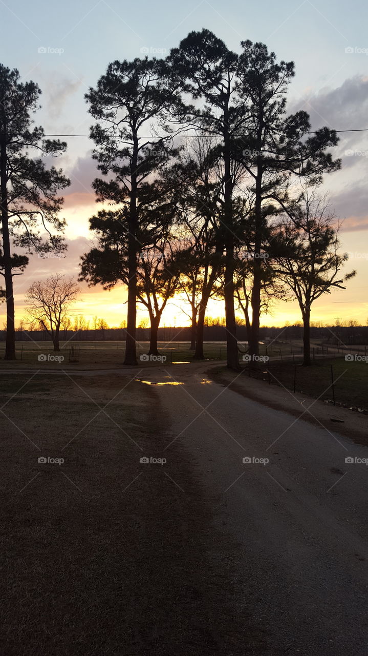 Tree, Landscape, Road, No Person, Park