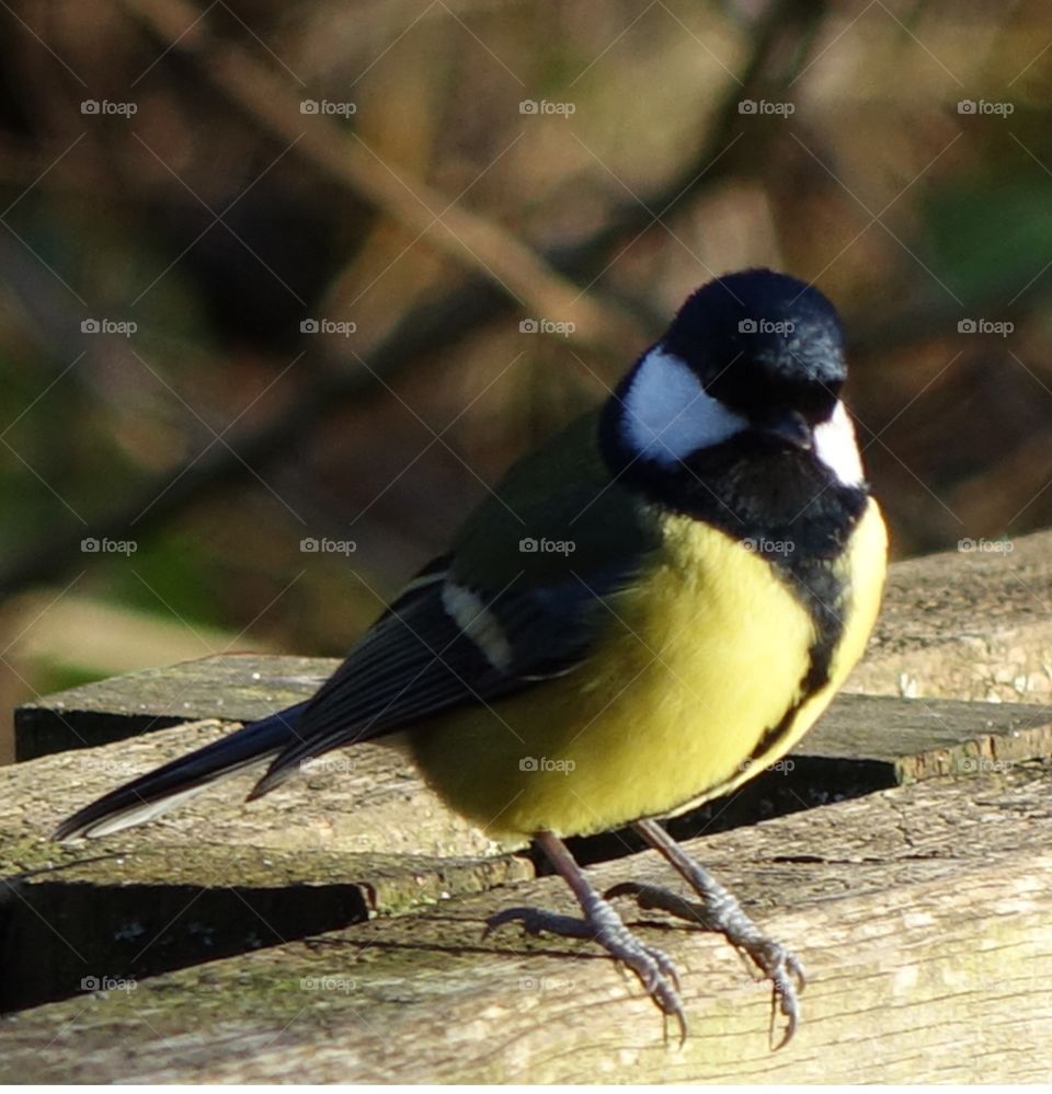 Great tit