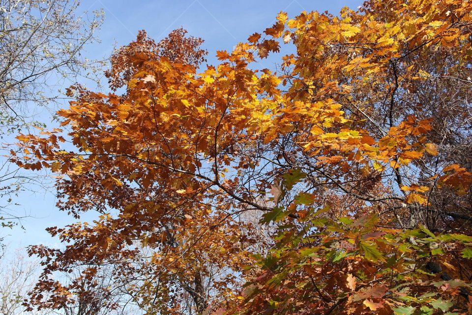 Yellow leaves on a tree in autumn 