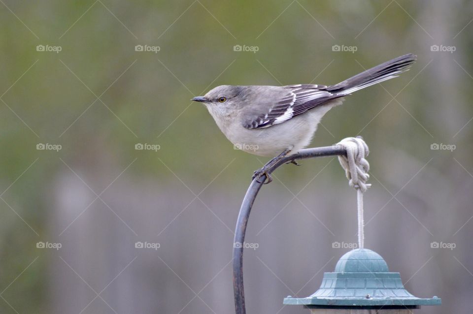 Mockingbird perched on top of a feeder 