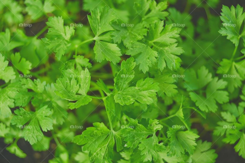 Parsley