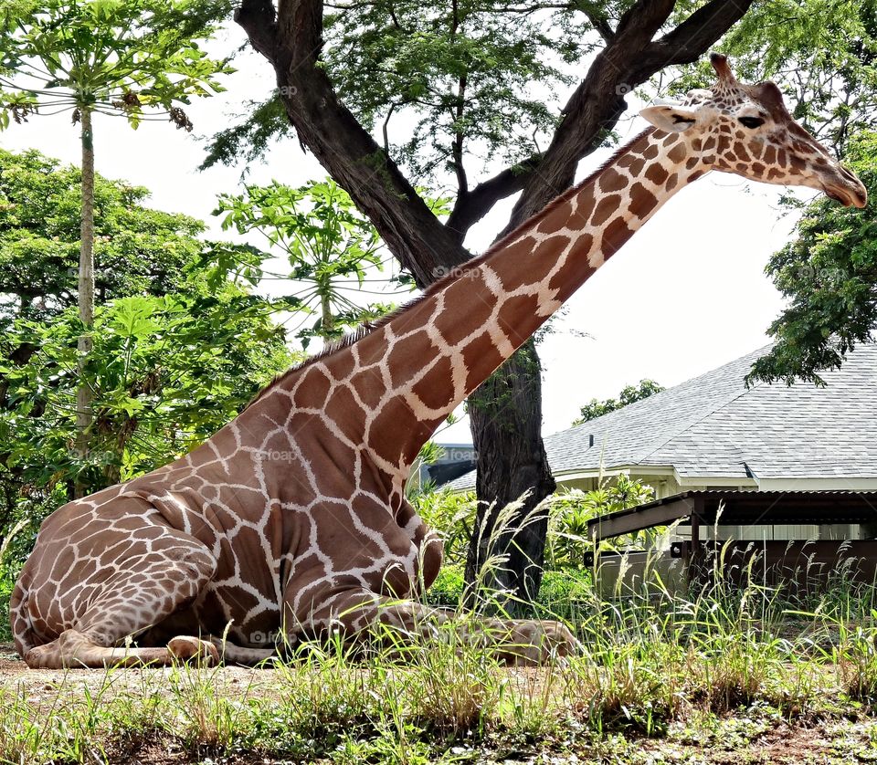 Giraffe standing at Honolulu zoo near large tree 