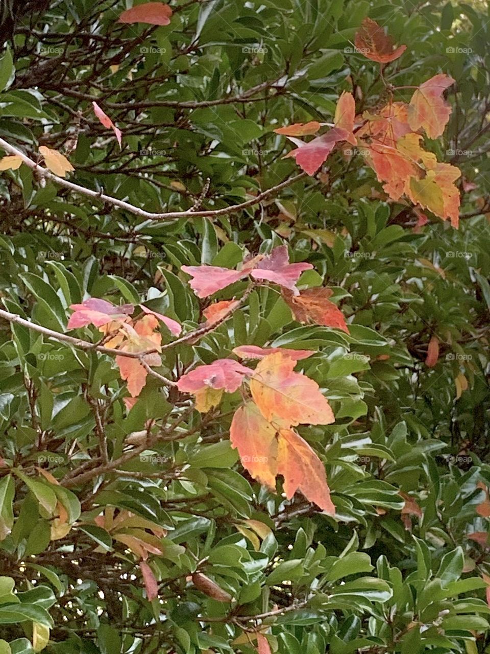 Red and green 