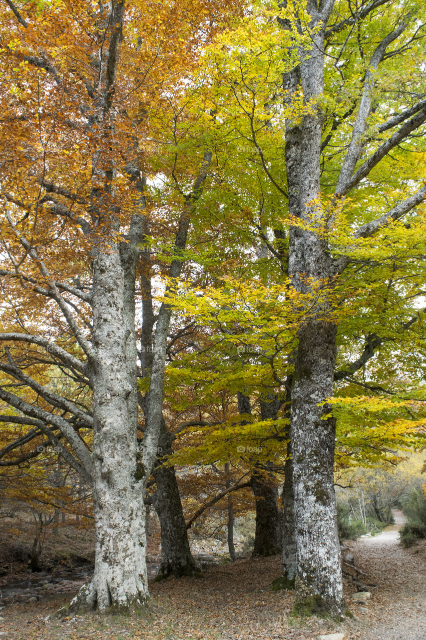 Close-up of autumn trees