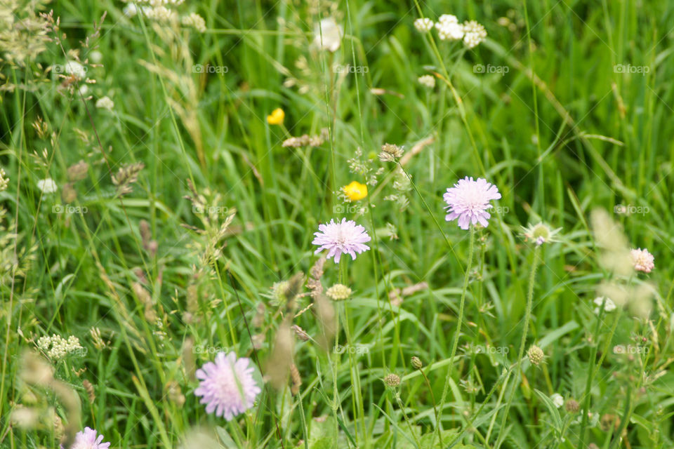 Blooming wild flowers 