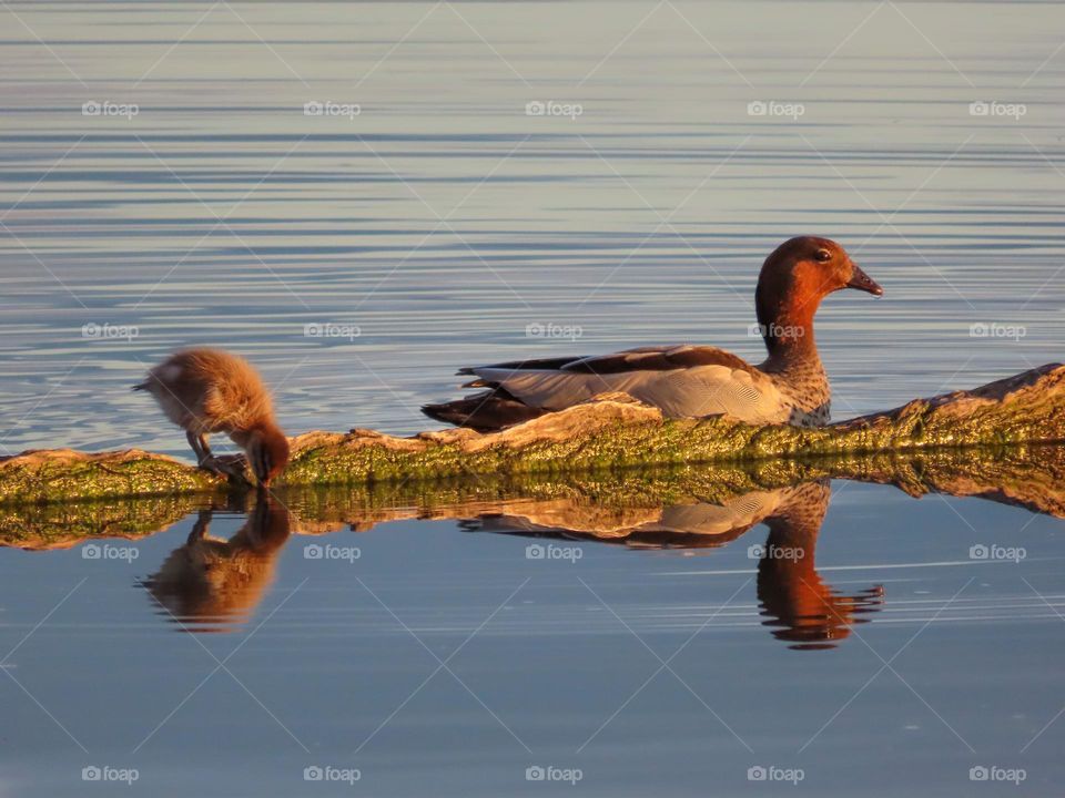 Duckling reflection