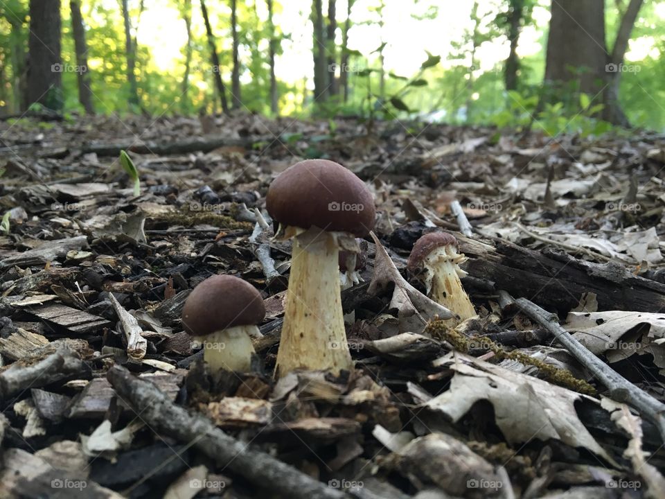 Small mushrooms in woods