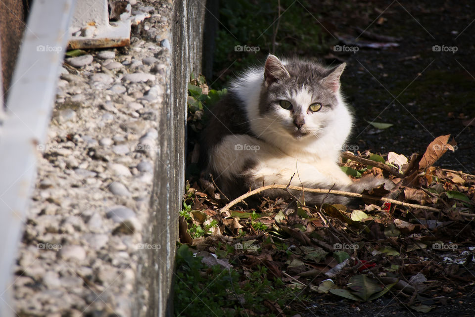 Wild domestic cat