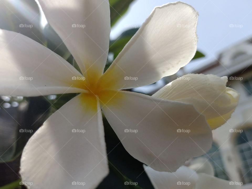 Beautiful Plumeria Flower