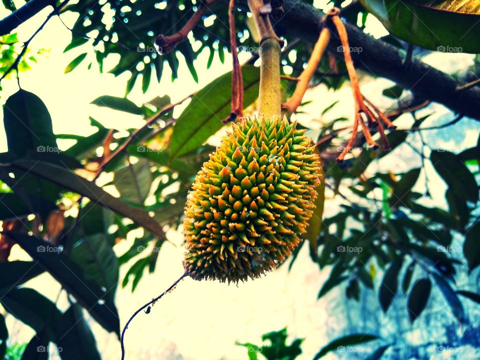 jackfruit