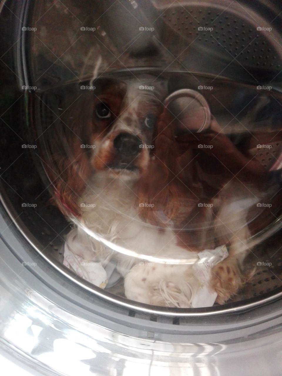 dog washing