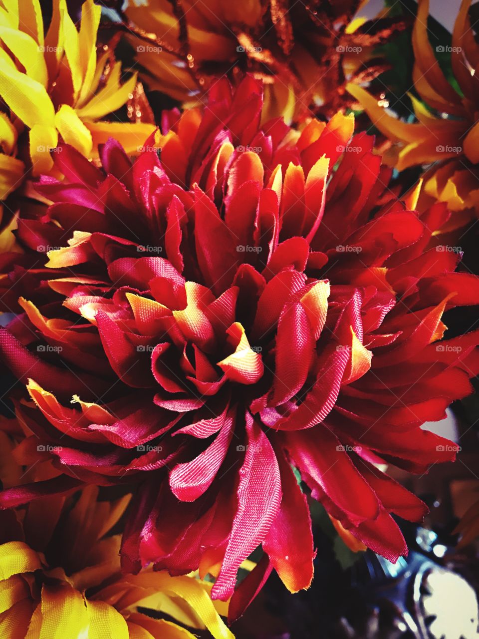 Red Chrysanthemums -Autumn flower 