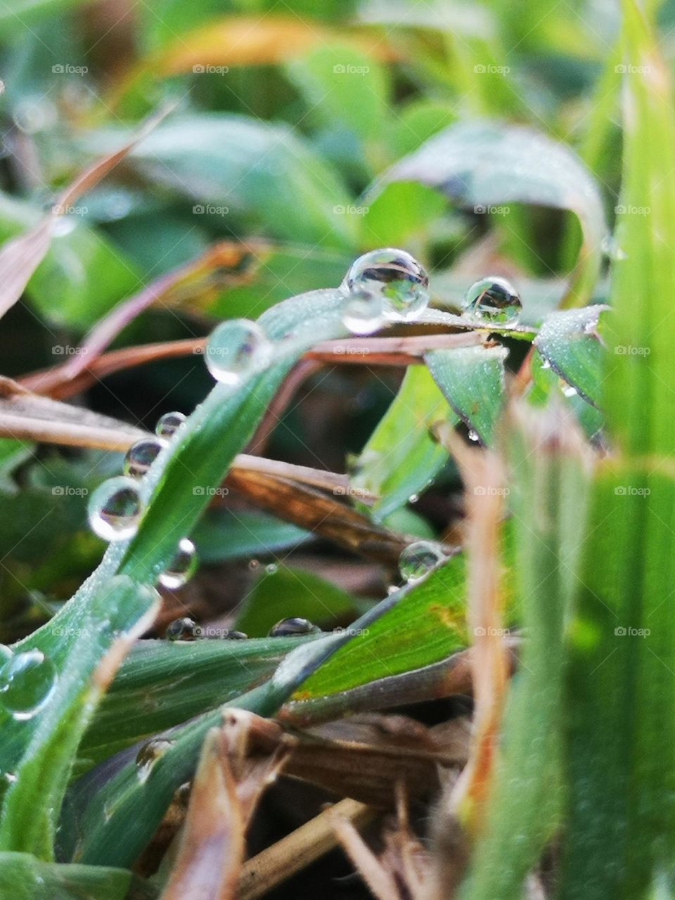This droplet of water was formed after a heavy foggy daybreak
