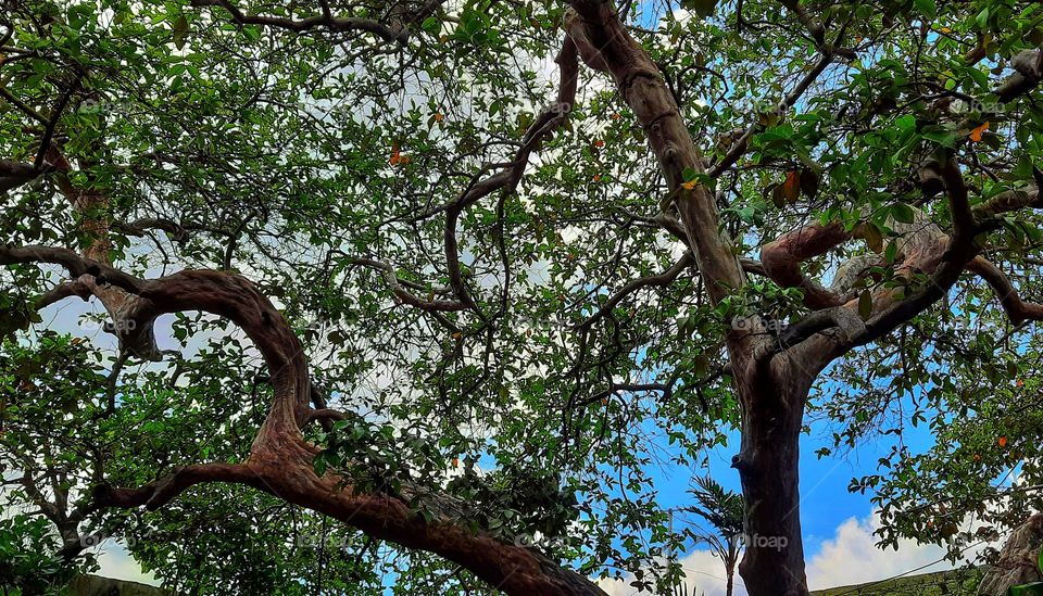 Tree,garden,botany,spring,summer,colorful,leaf,green,reflection,nature,season,foliage,rural,countryside,plant