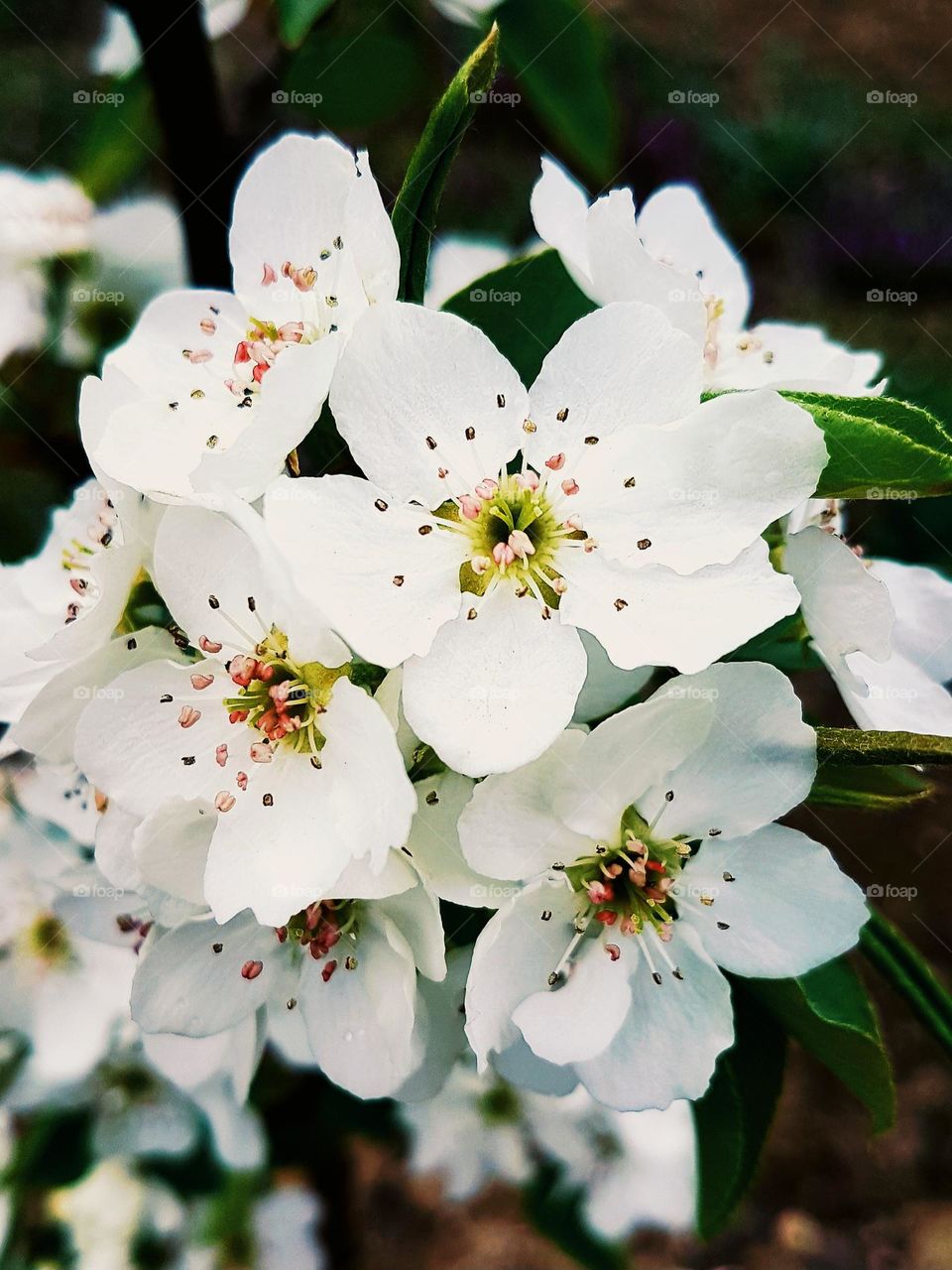 white plum blossoms
