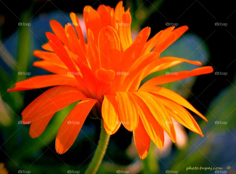 flower