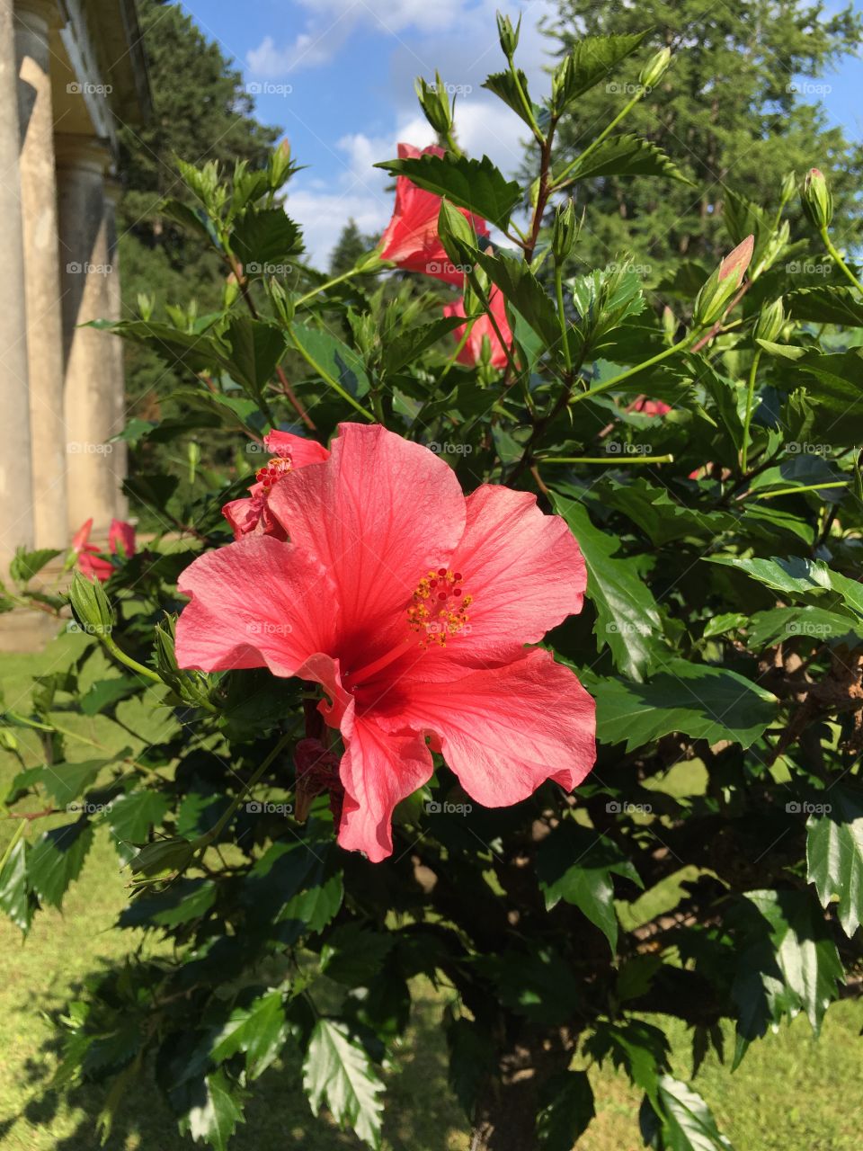 Light red hibiscus