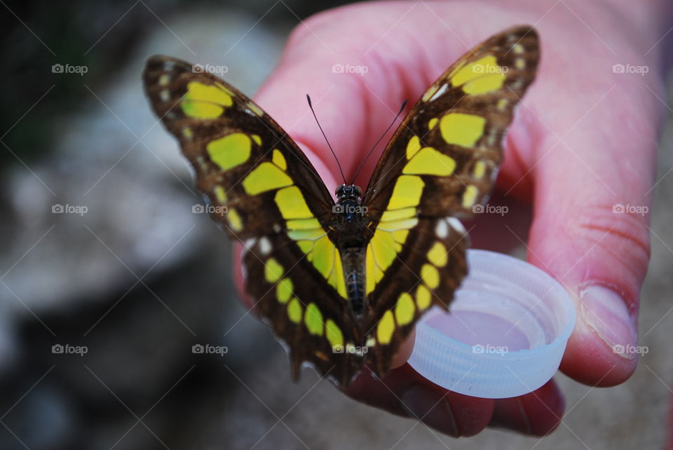 Butterfly drinking