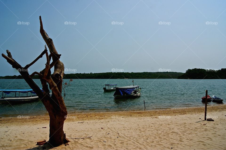 A dead tree on a beach 