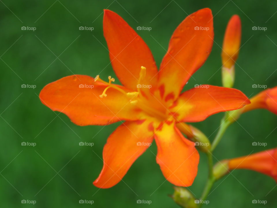 Close-up of orange flower