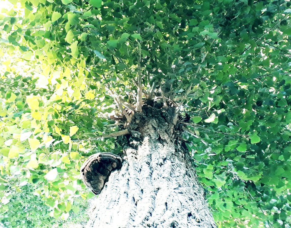 tree with champignon