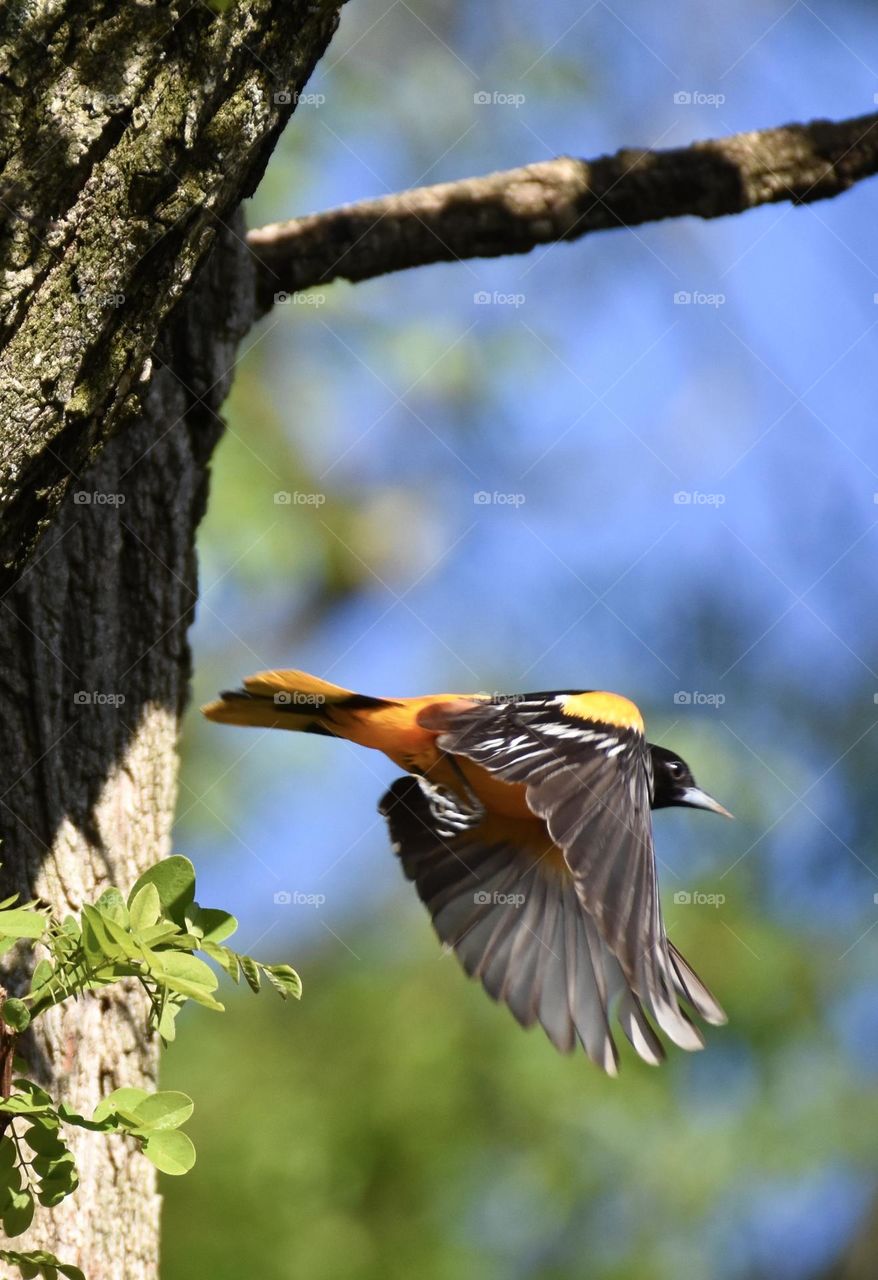 Baltimore Oriole in flight