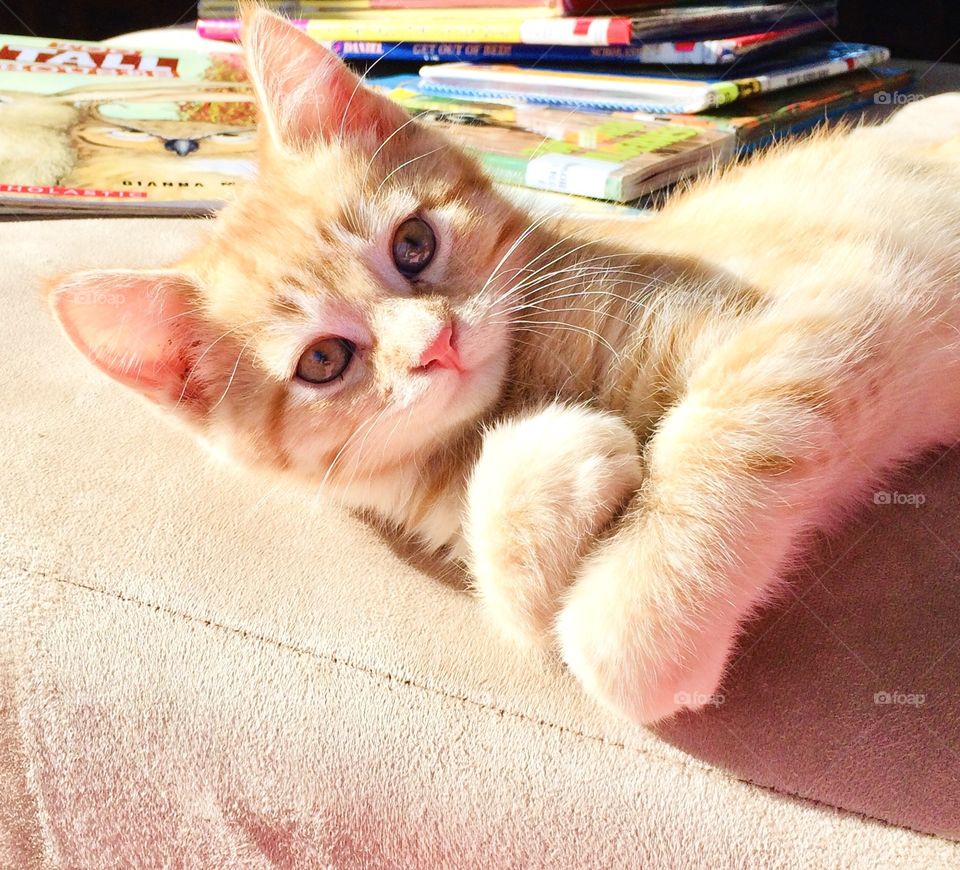 Darling photo of baby orange tabby cat laying on couch looking so cuddly and sweet! 
