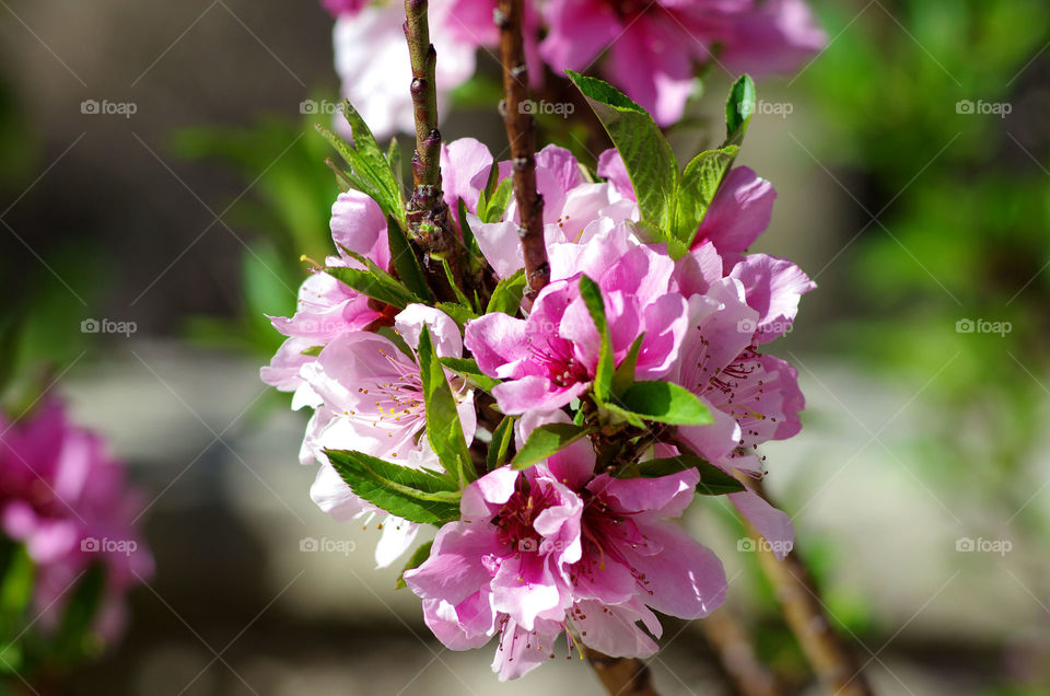 Close-up of pink flowers