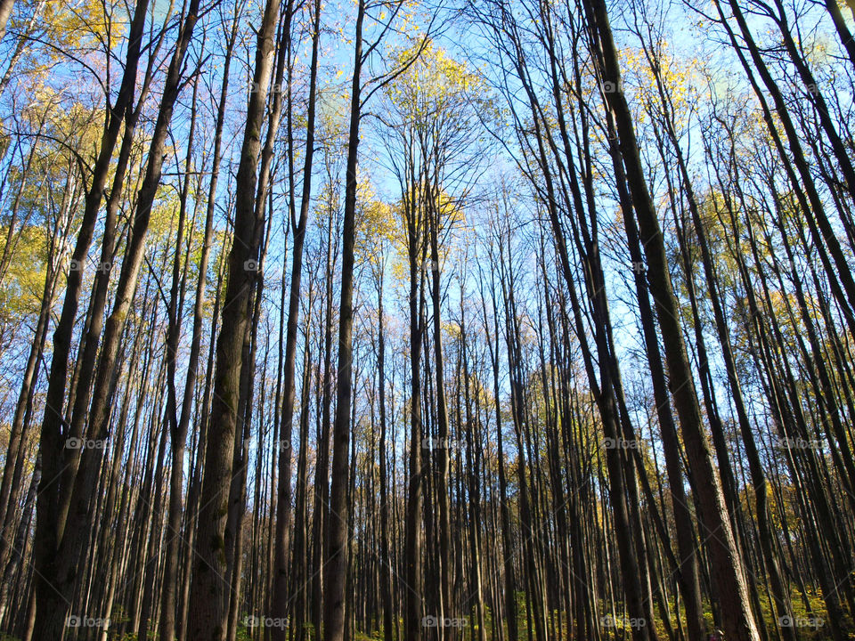 autumn forest