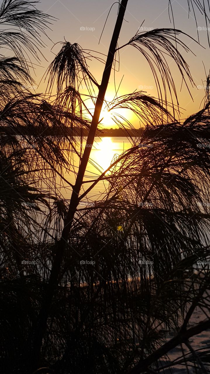 Sun Reflection through the Branches