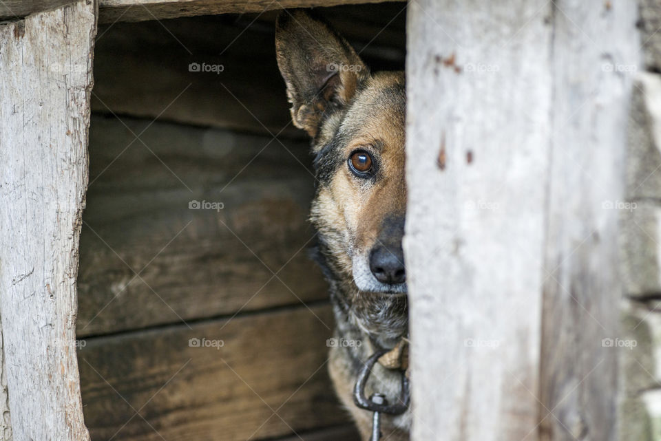 Dog on a leash in a dog kennel. Animal on the chain. Dog with sad eyes