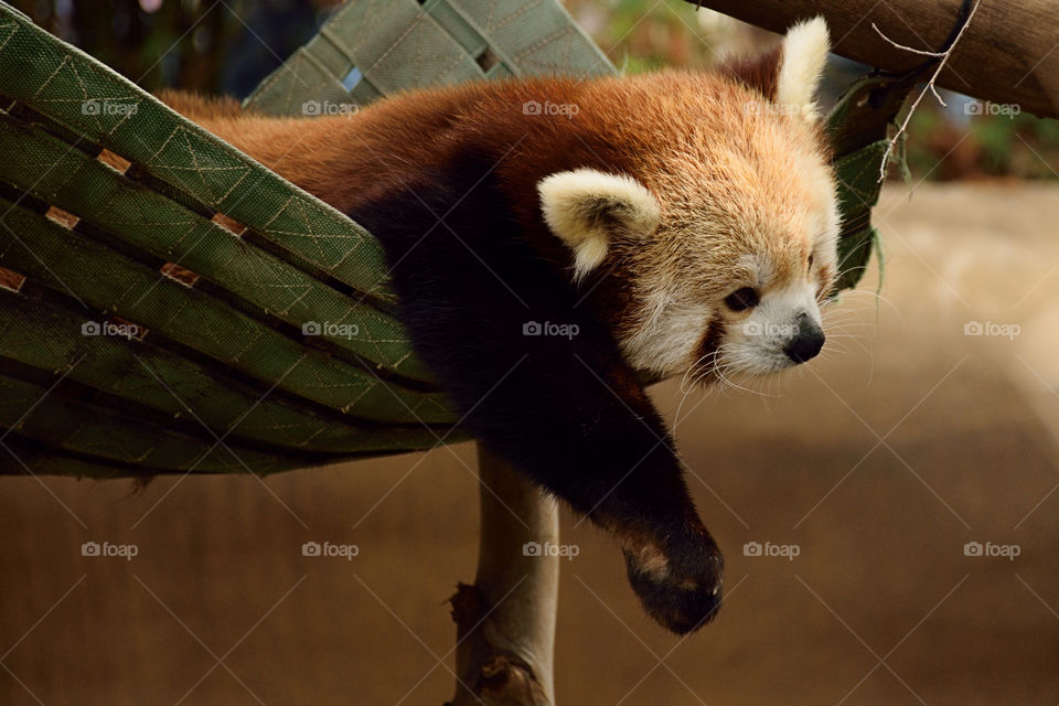 Close-up of panda