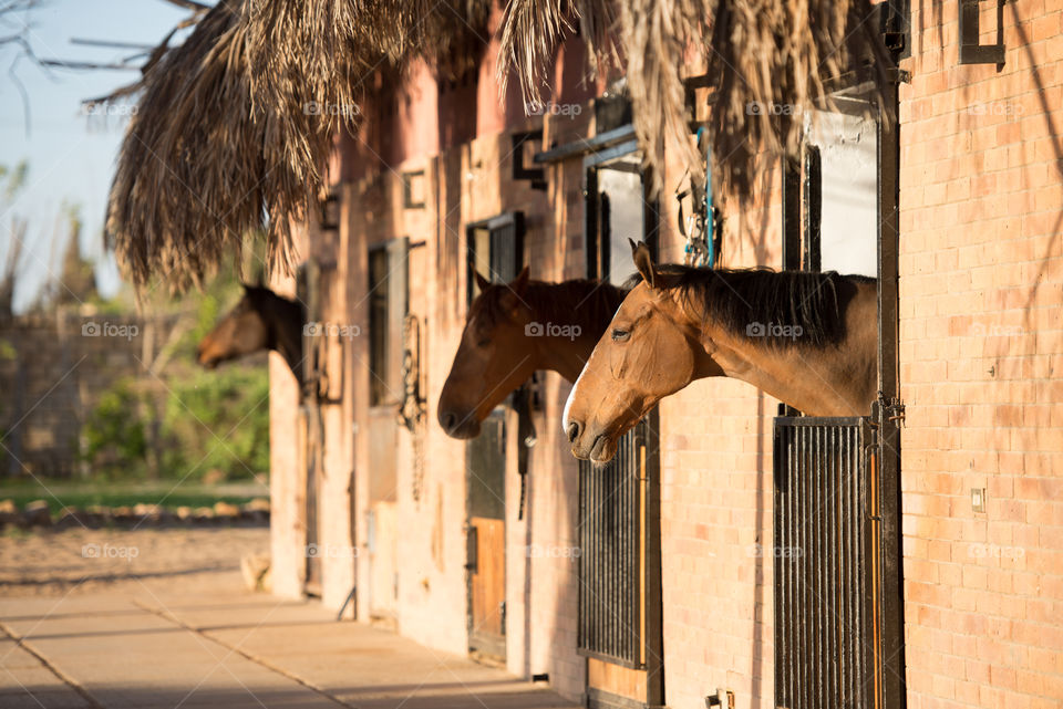 Horses in stable