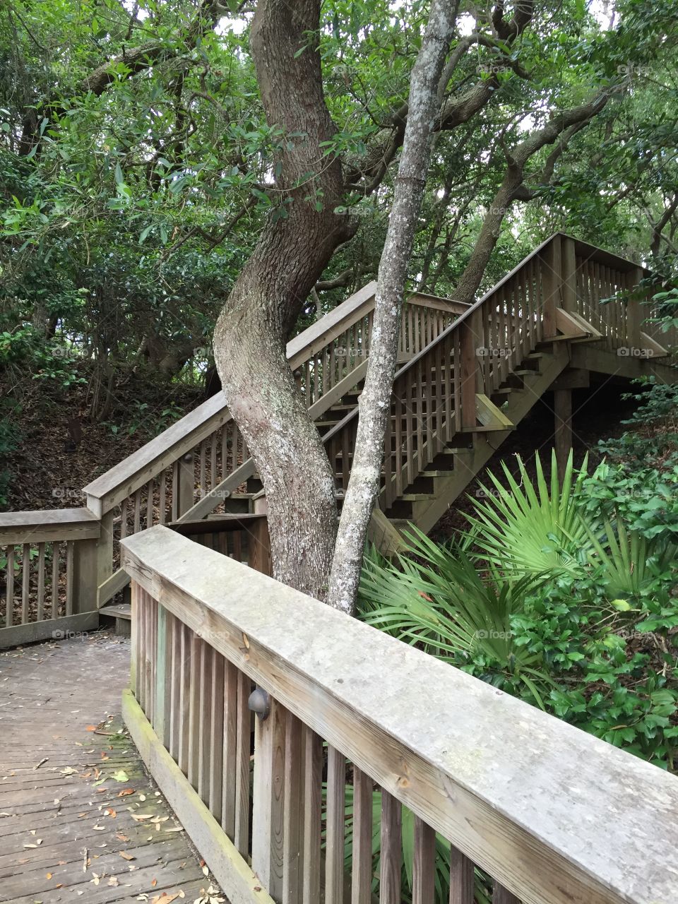 View of staircases on forest