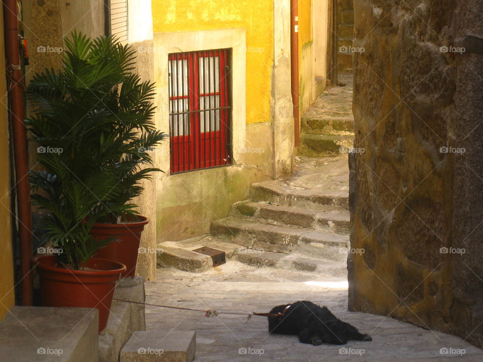 Dog in the street in Porto in Portugal