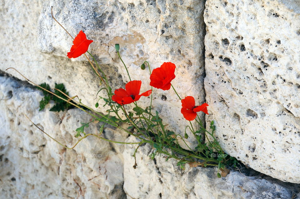 red poppies in white stones ruins