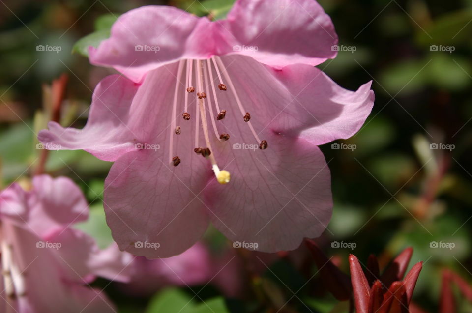 Flower study through ligh. Flower study