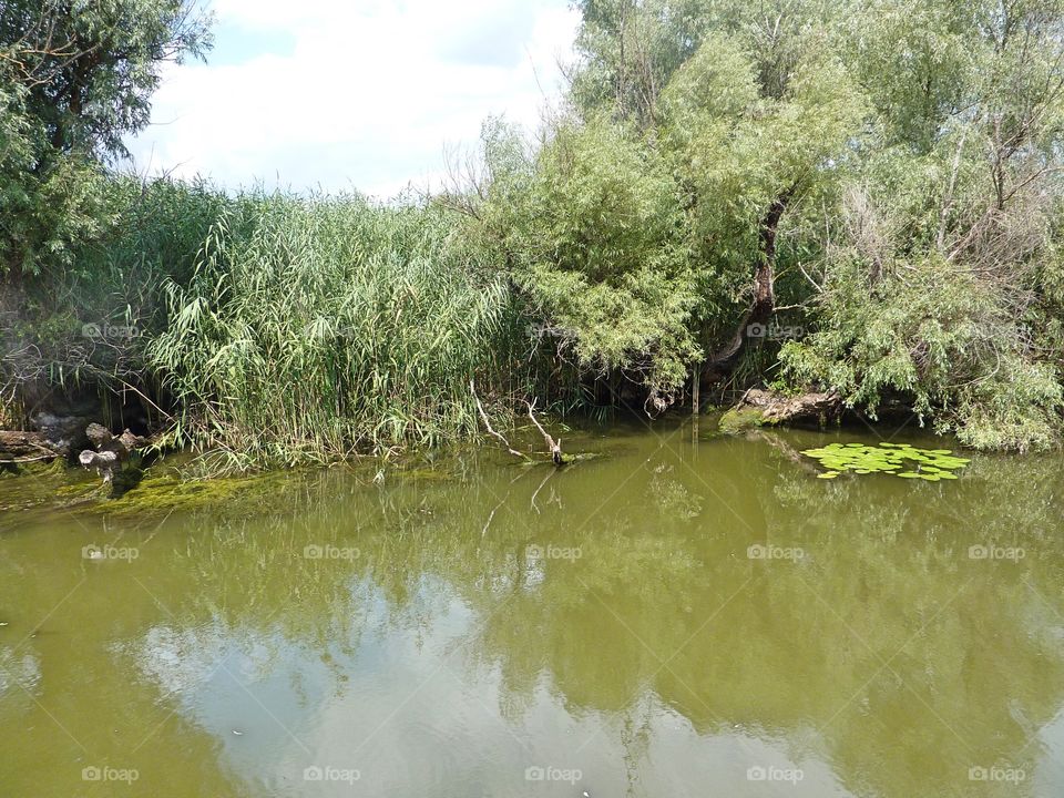 Danube Delta vegetation and water